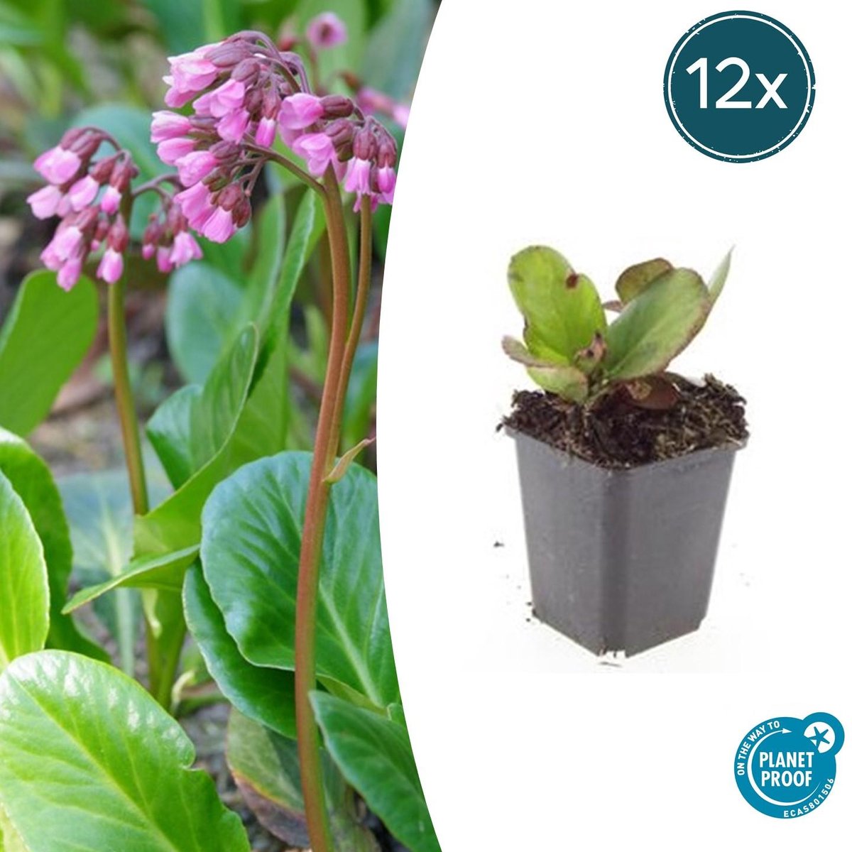 12x Schoenlappersplant 'Herbstblüte' - Winterharde tuinplant 10-25cm - Bergenia