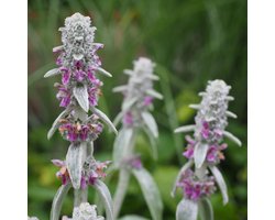 Ezelsoor (Stachys byzantina) - Byzantina - Bodembedekkers - Vaste planten - bloeit in Juli / Augustus
