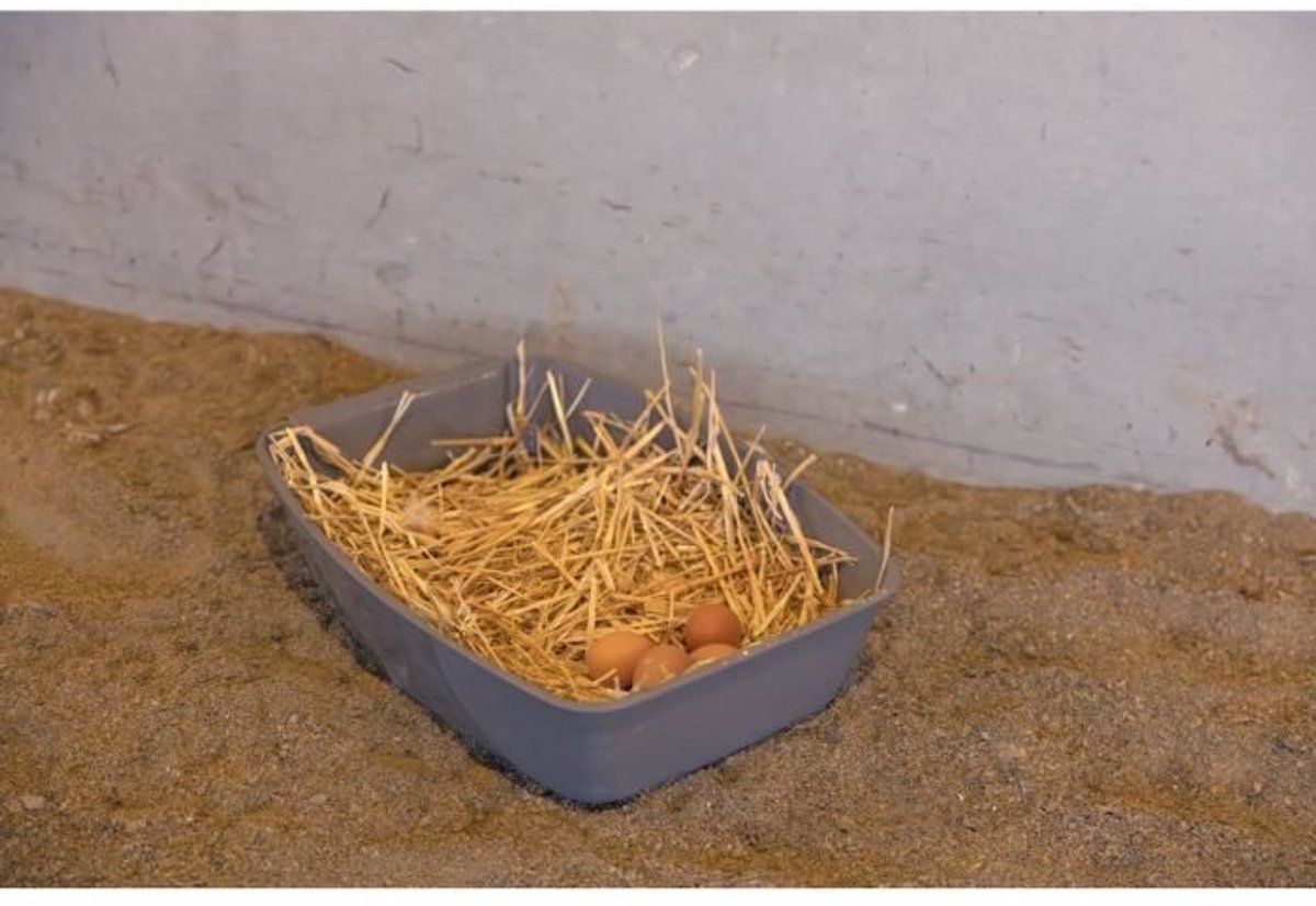 valuents Nestkast voor mezen, vogelhuisje van grenenhout om op te hangen, beschermd invliegat, zelfmontage plus: tuinhandschoenen