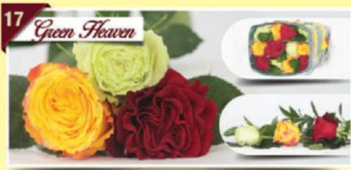 12x Rosa mix/bos hoja verde triett green heaven 50cm