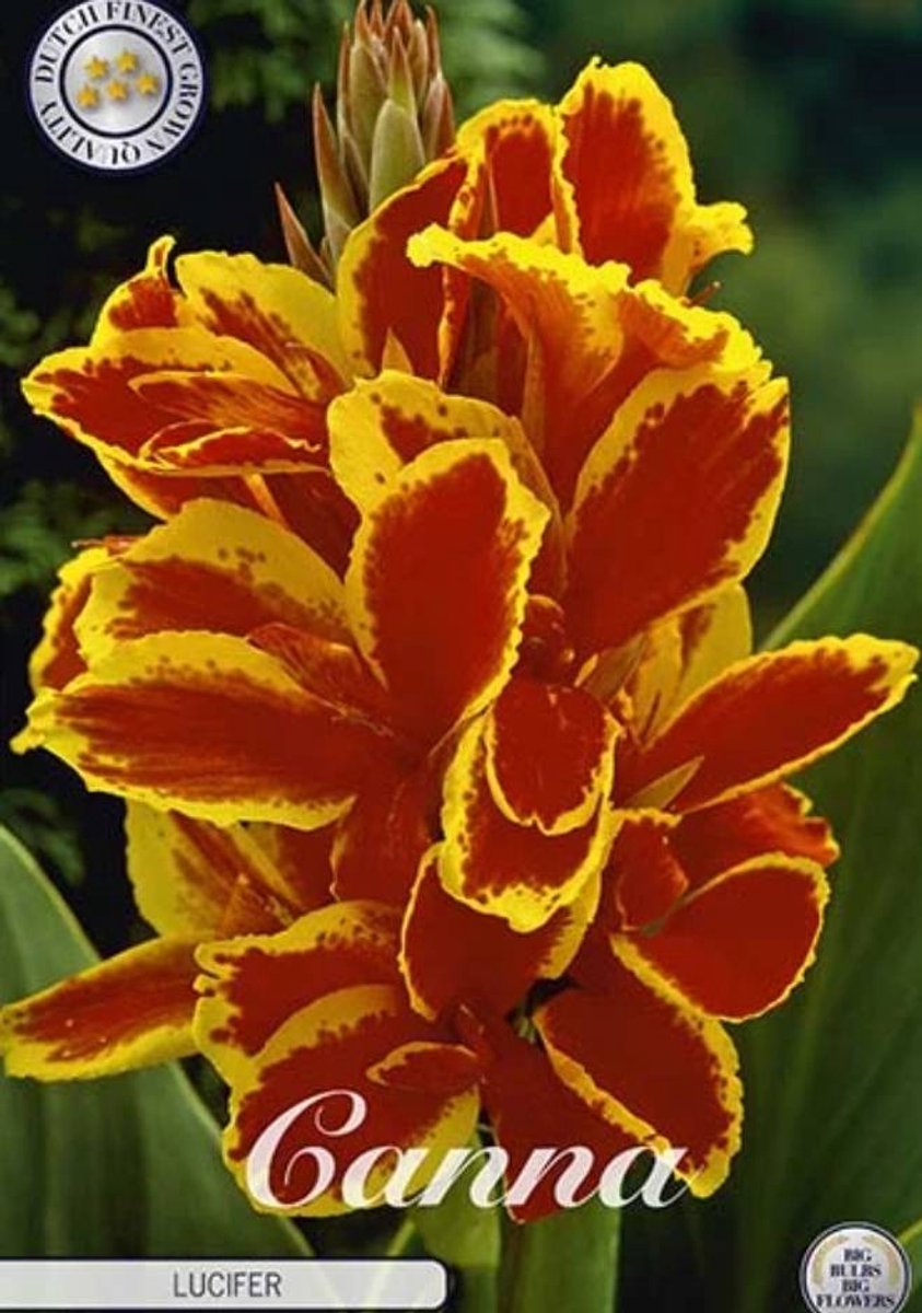 Dutch Finest Quality bloembollen Canna Lucifer x 1 I .s