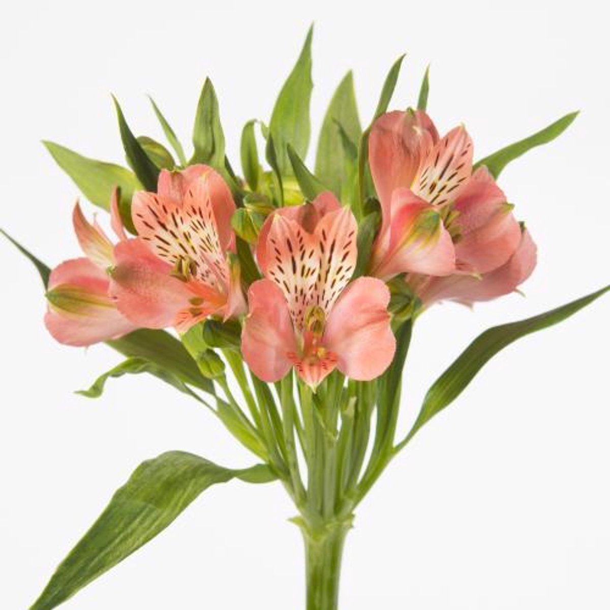 10x Alstroemeria estee 70cm