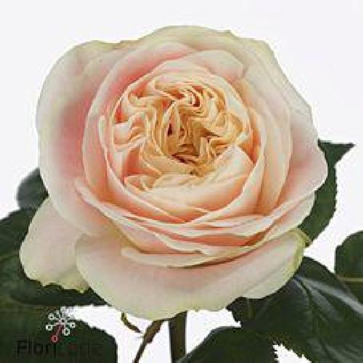 10x Rosa priscilla! 70cm