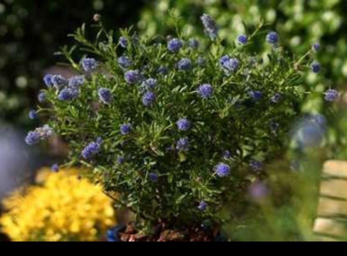 2 x Ceanothus hybr. 'Blue Diamond'® - Amerikaanse Sering , Sikkelbloem 30- 40 cm in pot