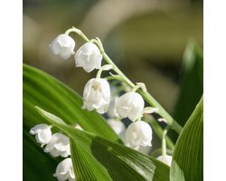 Convallaria Majalis - 8 Wortelplanten - Lelie Van Dalen - Meiklokje - Winterhard