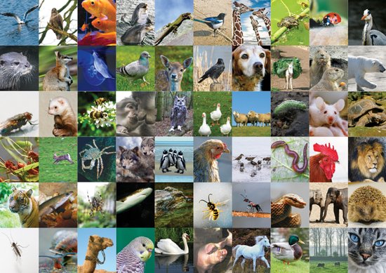 Leren door dieren