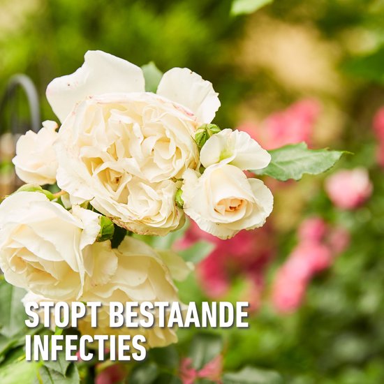 COMPO Duaxo Spray Rozen - tegen ziektes op rozen en andere sierplanten - geneest en voorkomt - spray 750 ml van Merkloos	 — afbeelding 3
