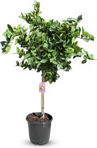 Sunny Tree - Sinaasappelboom 150 cm - Citrus Sinensis - 8 Jaar Oud - Fruitboom in 18L Pot - Voor Binnen en Buiten