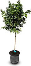 Sunny Tree - Citroenboom 150 cm - Citrus Limon - 8 Jaar Oud - Citrusboom in 18L Pot - Voor Binnen en Buiten