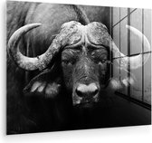 Peinture sur verre - Photo sur verre - Verre acrylique - Animaux - Buffalo - Zwart - Wit - Décoration murale animaux - 120x90 cm - Salon - Décoration chambre - Décoration murale