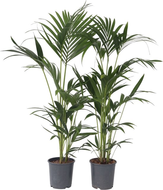 Kentia palm (Howea Forsteriana) - Succesvolle verzorging & advies 6 Plant in a Box | 2x Howea Kentia palm - Set van 2 - Hoogte 90-100cm
