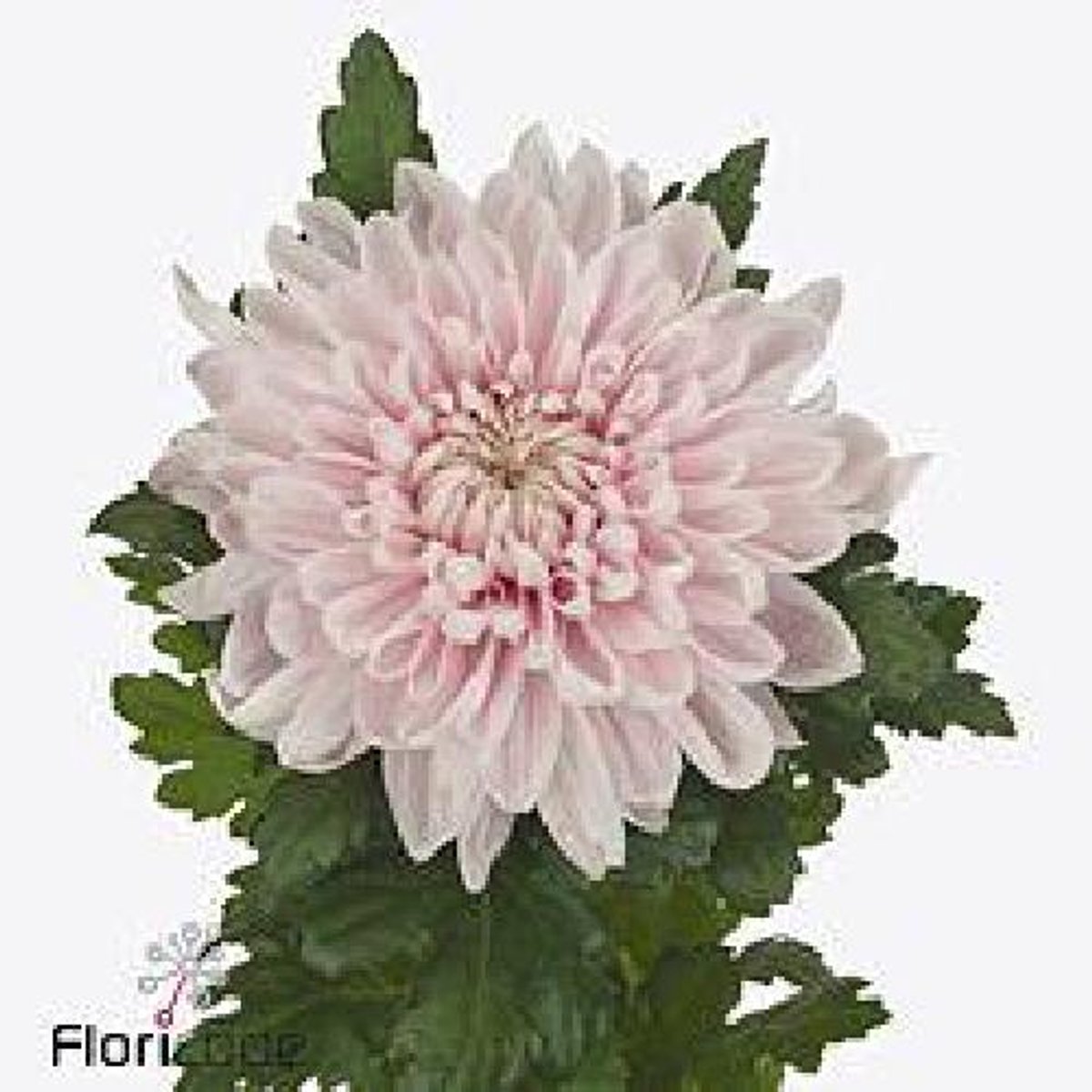 10x Chrysant honeymoon 70cm