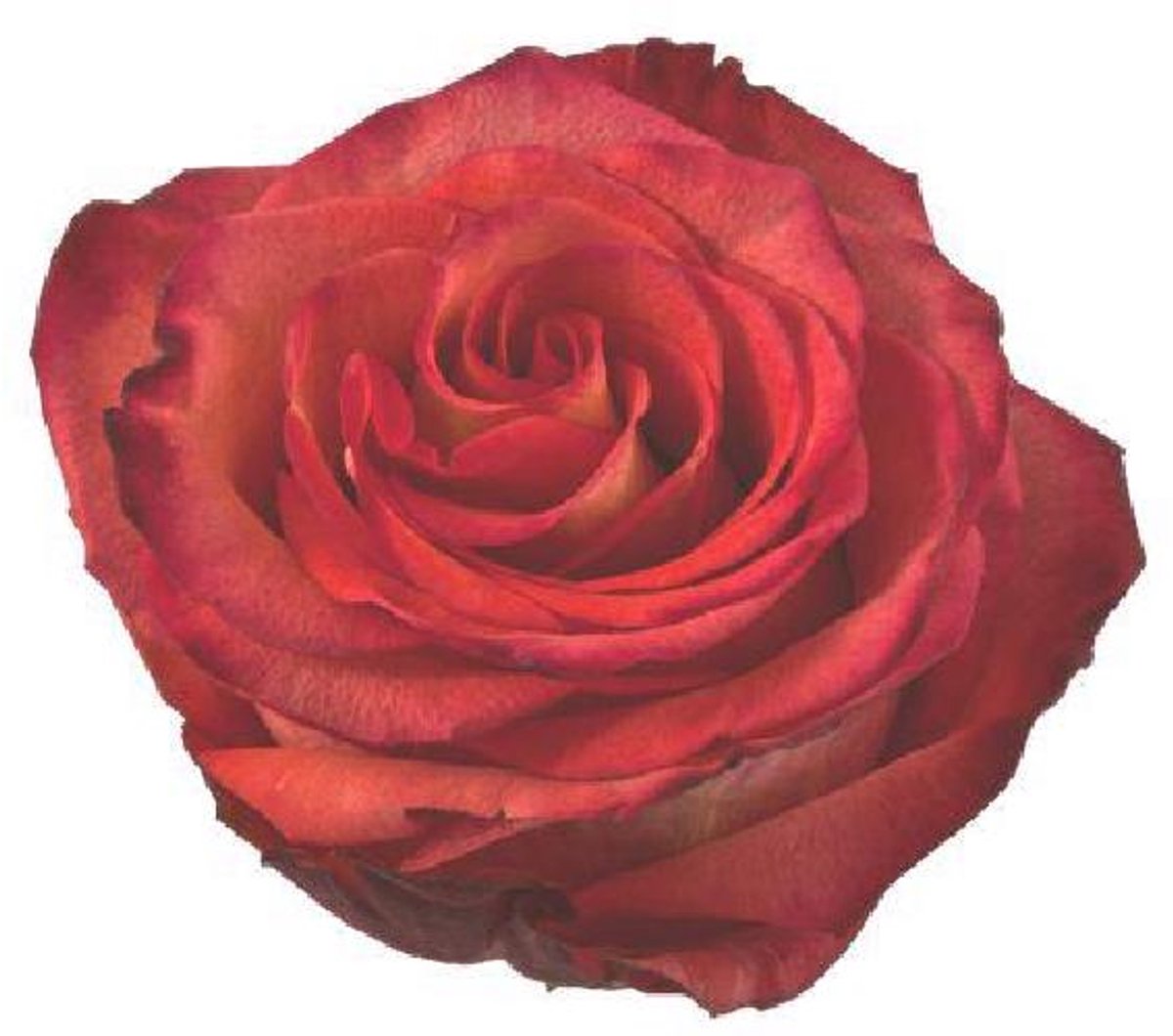 25x Rosa high & magic orange 50cm