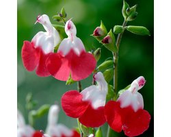 12 x Salvia Microphylla 'Hot Lips' Pot 9x9 cm - Twee Kleurige Salie - een echte blikvanger in elk groen landschap