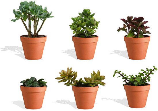 DutchLeafs Vetplanten Mix in Terracotta Bloempot - 6 Stuks - Kwekerspot 10 cm - Hoogte 15-20 cm - Succulenten in Bloempot - Kamerplanten