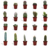 DutchLeafs Cactus Mix - 20 Stuks - Kwekerspot 5,5 cm - Hoogte 8-15 cm - Mini Plantjes - Cactussen - Kamerplanten