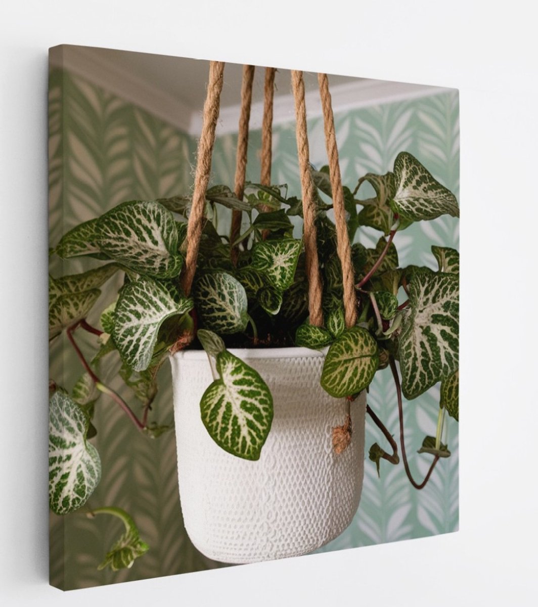 Saammp Canvas Schilderij - Hangende Kamerplant - Natuur - Abstract - 60x60 - Foto op canvas - Wanddecoratie - Muurdecoratie Woonkamer - Kantoor Decoratie Multicolor