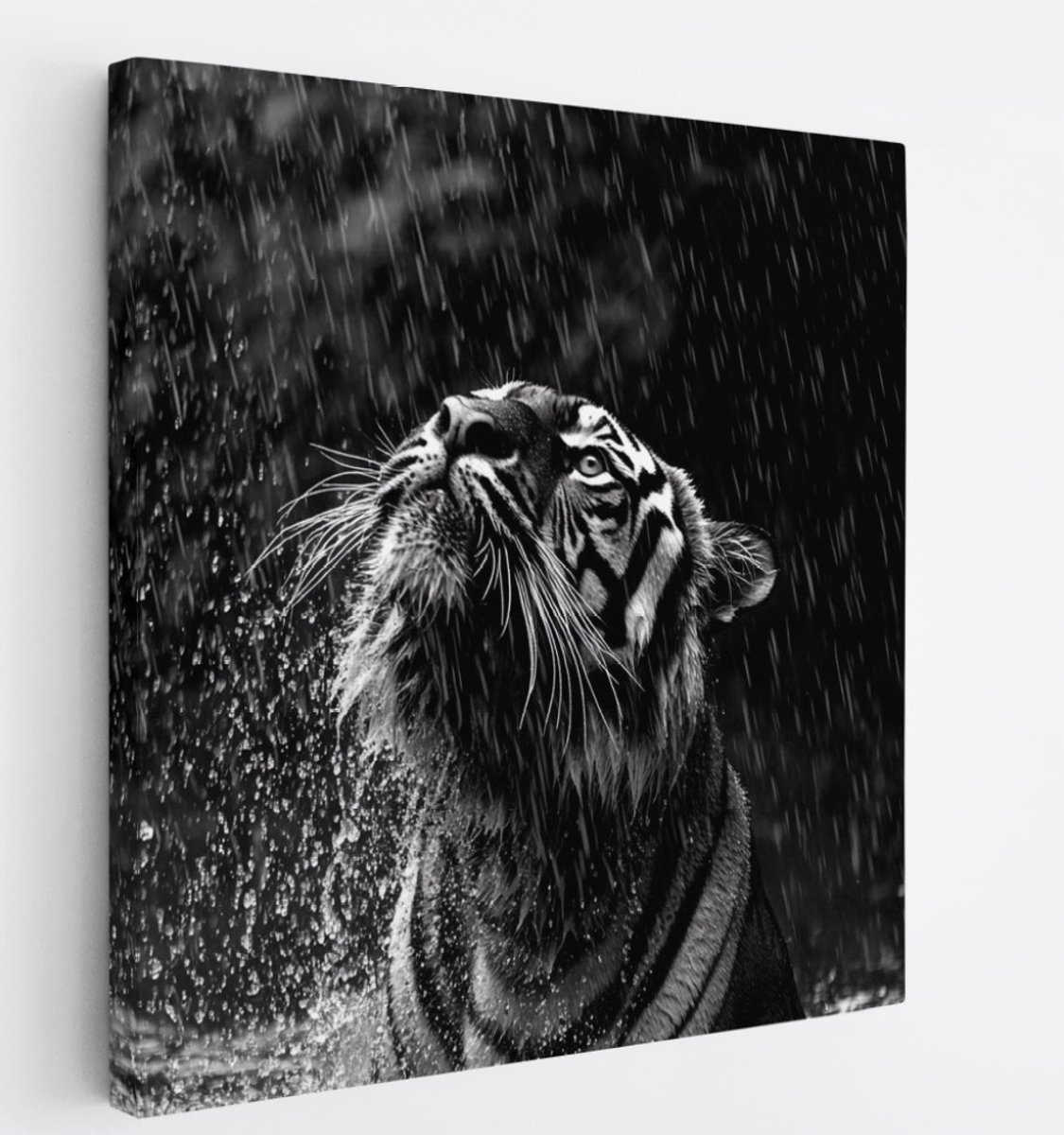 Saammp Canvas Schilderij - Tijger in de regen - Zwart-Wit - Dieren - 30x30 - Foto op canvas - Wanddecoratie - muurdecoratie Woonkamer - Slaapkamer decoratie - Canvas Print Multicolor
