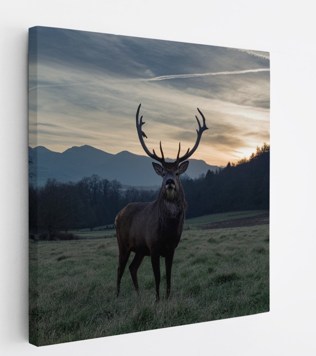 Saammp Canvas Schilderij - Hert - Zonsondergang - Natuur - Dieren - 30x30 - Foto op canvas - Wanddecoratie - Muurdecoratie Woonkamer - Slaapkamer decoratie - Canvas Print Multicolor