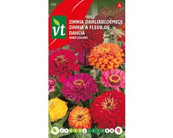 Zinnia 'Grote Dahliabloemige' - Weelderige Snijbloemen in Prachtige Kleuren