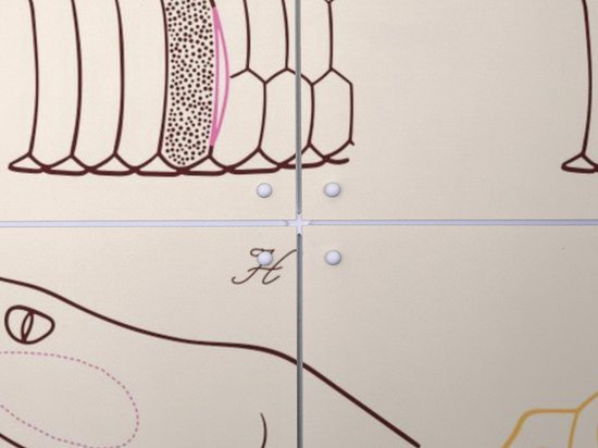 IXXI Serpent - Anatomie, Aster Edition - 100 x 140 cm - Gratis ophangtool - Grote wanddecoratie en posters - Technische Tekening, Illustraties, Line