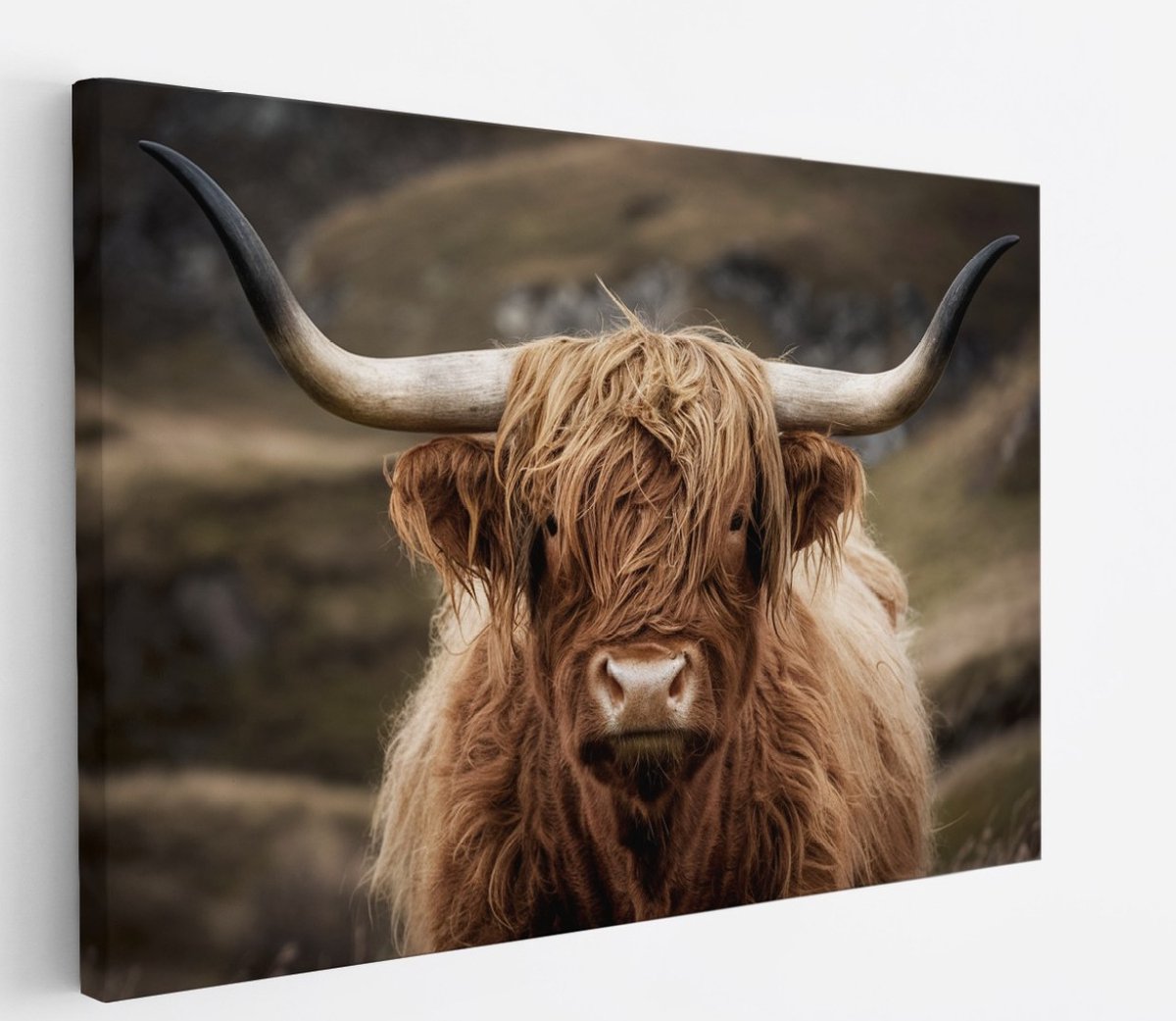 Saammp Canvas Schilderij - Schotse Hooglander Koe tussen de bomen - Winter - Landschap - Dieren - Natuur - 40x30 - Foto op canvas - Wanddecoratie - muurdecoratie Woonkamer - Slaapkamer decoratie - Canvas Print Multicolor
