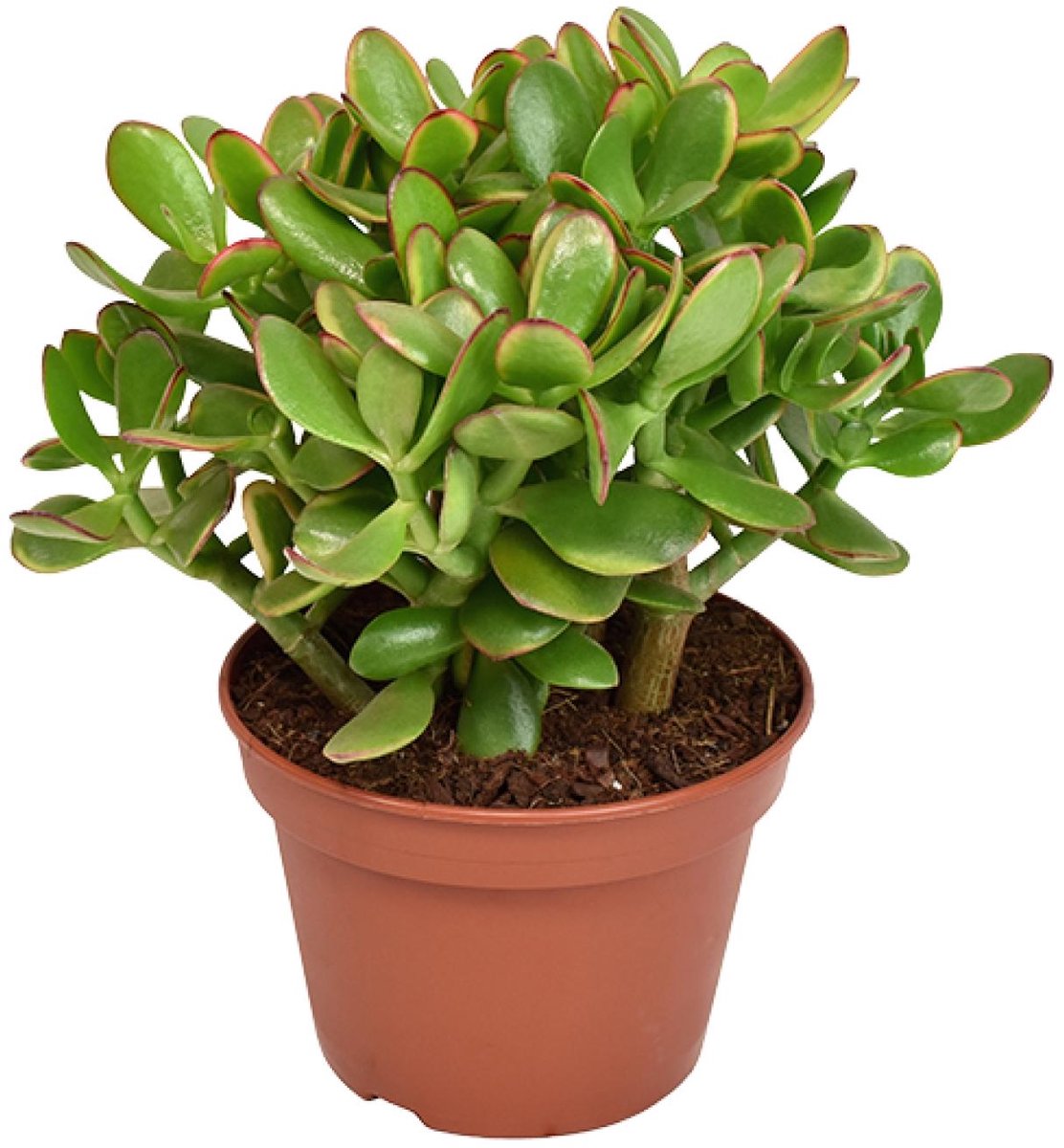 Crassula Argentea Ovata – Jadeplant – Groene Kamerplant – Ø17 cm – ↨35 cm – Onderhoudsvriendelijk – Luchtzuiverend – Geluksplant