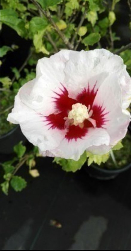 Fleur d'hibiscus blanche avec un cœur rouge profond et des étamines au centre.
