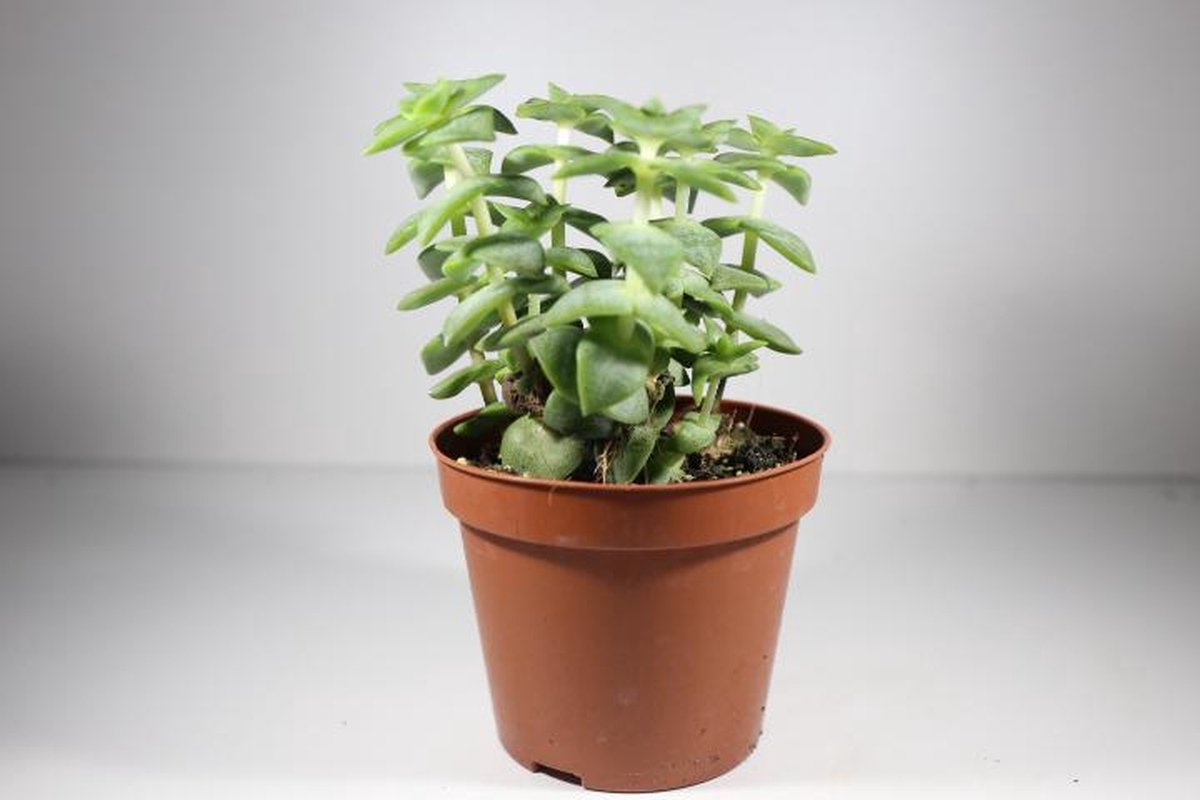 succulux-Mix van 20 Cactussen en Succulenten pot 5.5cm