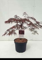 2 x palmiers Acer . 'Inaba Shidare' - Esdoorn du Japon 'Inaba Shidare' 60- 80 cm en pot