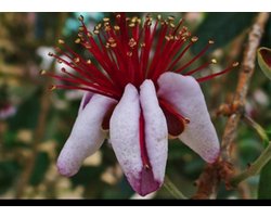 Acca sellowiana (feijoa sellowiana) - Braziliaanse Guave, Ananasguave 60- 80 cm in pot