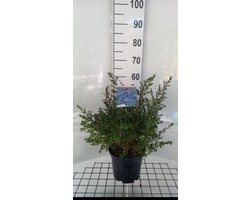 Ceanothus hybr. 'Julia Phelps' - Amerikaanse Sering , Sikkelbloem 40- 50 cm in pot