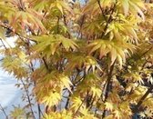 2 x palmiers Acer . ' Orange Dream' - Esdoorn du Japon ' Orange Dream' 50- 60 cm en pot