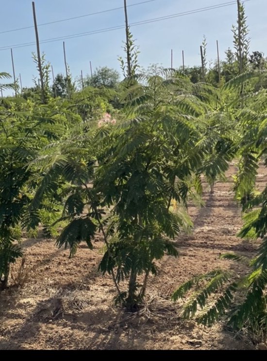2 x Albizia juil. 'Ombrella' ('bourbi'®) - Arbre à soie, Arbre à soie, Arbre à soie persan 40- 50 cm en pot