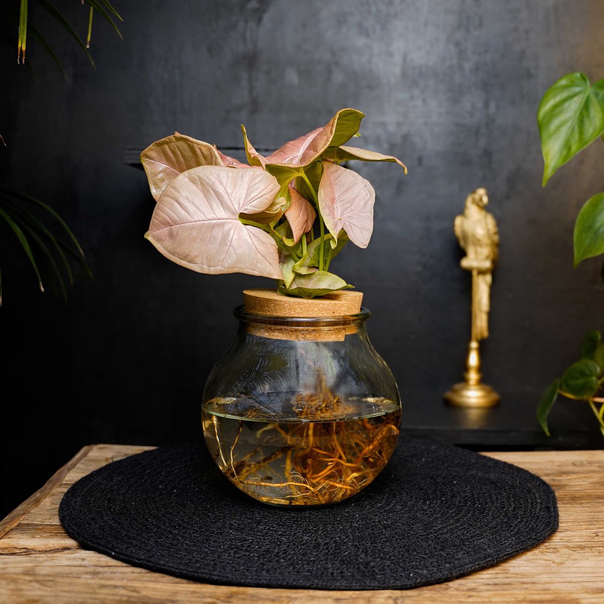 Bolglas | Syngonium Neon | Hydroponie