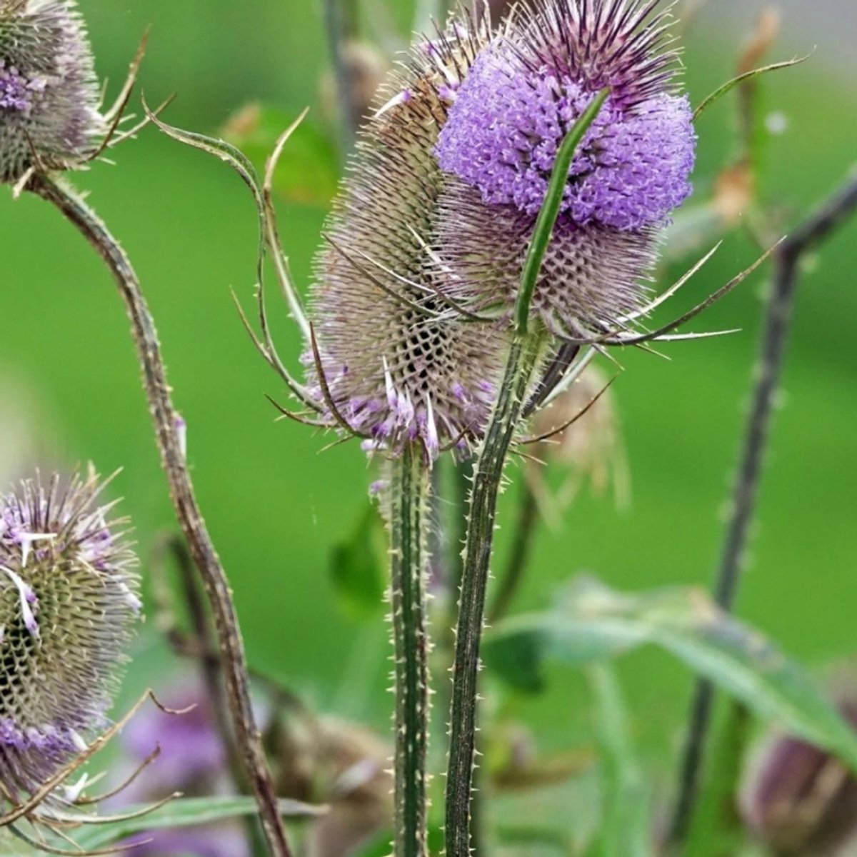 6x Dipsacus Fullonum: Ruim assortiment van prachtige planten voor in de tuin