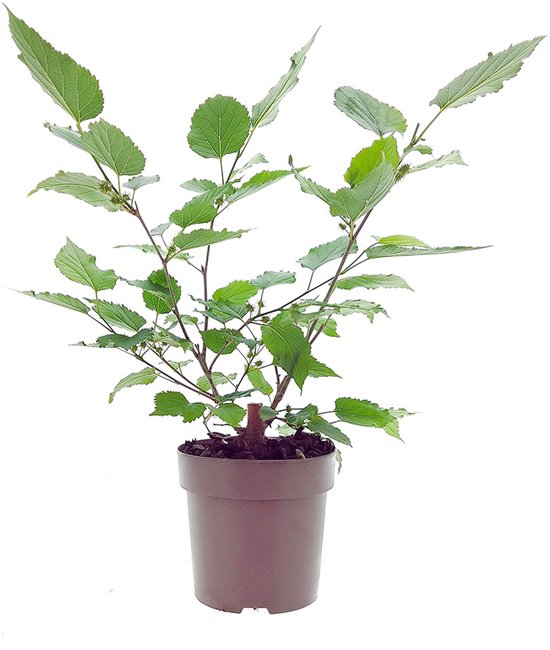 Witte Moerbei - Morus Alba 'Dolce Vita' - kleinfruit - fruitstruik - plant - eigen fruit kweken