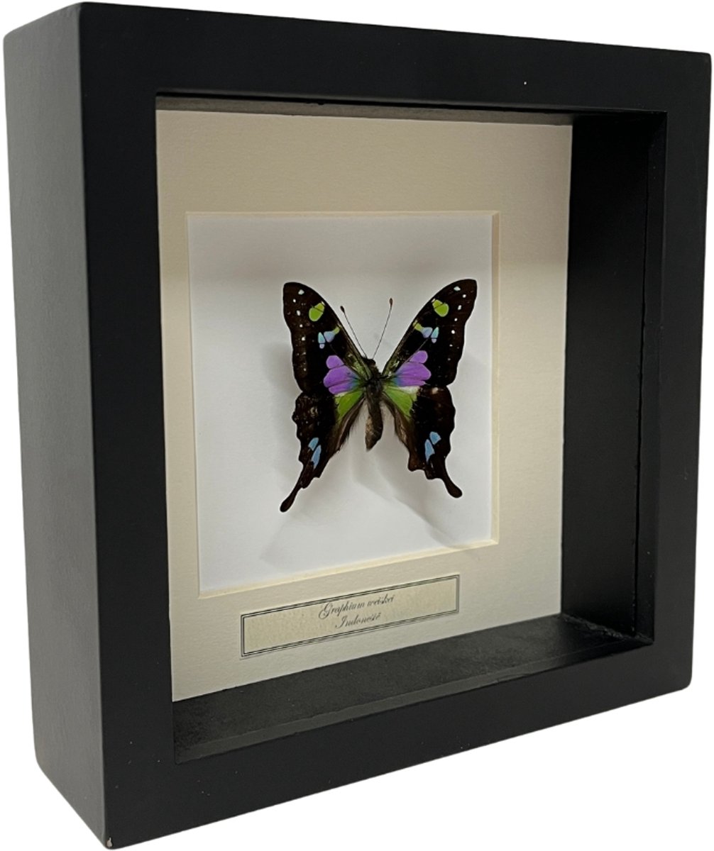 Opgezette vlinder in zwarte lijst 16x16cm - Graphium Weiskei