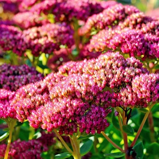 Gedetailleerd close-up van clusters van roze bloemen van een Sedum plant met groene bladeren.
