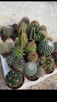 Cactus24 - Mix Van Planten - 8 Cm - Ø 5.5 - 20 Stuks