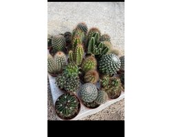 Cactus24 - Mix Van Planten - 8 Cm - Ø 5.5 - 20 Stuks