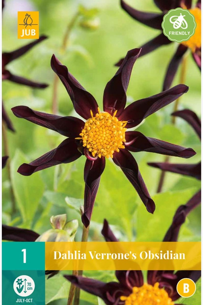 Orchideedahlia (Dahlia orchid) - Dahlia Verrone’s Obsidian - Dahlia - Bijen-Vlinders - Snijbloemen - Zomerbollen
