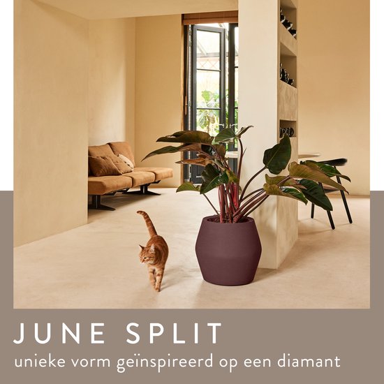 Paarse Elho bloempot met plant in een woonkamer, met de tekst "JUNE SPLIT".