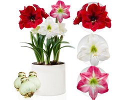 Amaryllis Bol Collectie - Bloembollen - 3 stuks - Rood - Bloem bollen - No Water Flower