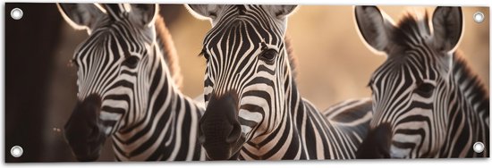 Tuinposter – Drietal Nieuwsgierige Zebra's - 90x30 cm Foto op Tuinposter (wanddecoratie voor buiten en binnen)