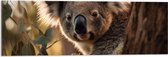 Acrylglas - Nieuwsgierige Koala Vanachter Dikke Boom - 90x30 cm Foto op Acrylglas (Wanddecoratie op Acrylaat)