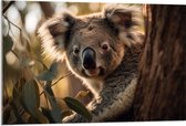 Acrylglas - Nieuwsgierige Koala Vanachter Dikke Boom - 105x70 cm Foto op Acrylglas (Wanddecoratie op Acrylaat)