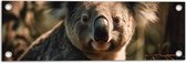Tuinposter – Aankijkende Koala in het Bos - 60x20 cm Foto op Tuinposter (wanddecoratie voor buiten en binnen)