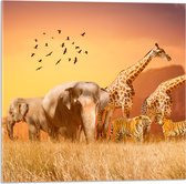 Acrylglas - De Dieren van het Afrikaanse Landschap - 50x50 cm Foto op Acrylglas (Wanddecoratie op Acrylaat)