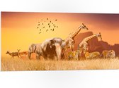 PVC Schuimplaat- De Dieren van het Afrikaanse Landschap - 100x50 cm Foto op PVC Schuimplaat